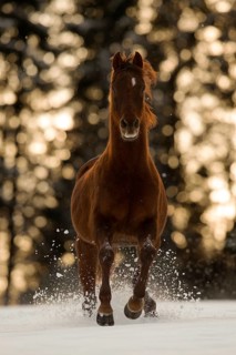 Thoroughbred Arabian gelding galloping on winter pasture