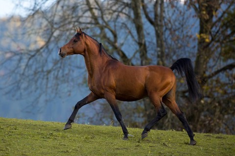 Brown thoroughbred arabian stallion in front of autumnal scenery