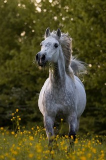 Thoroughbred Arabian gelding grey in spring on the meadow