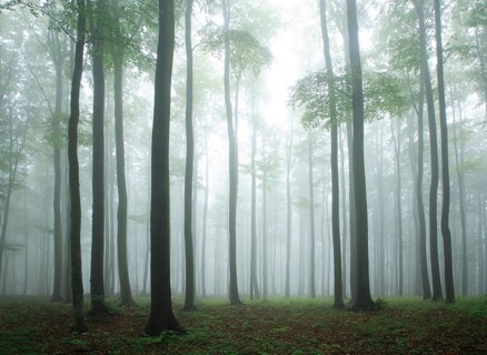 Beech forest