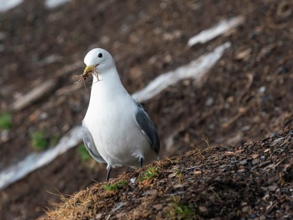 Kittiwake