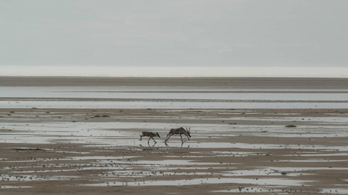 Reindeer
