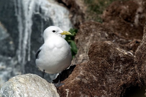 Kittiwake
