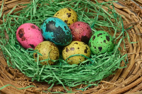 Coloured quail eggs in nest
