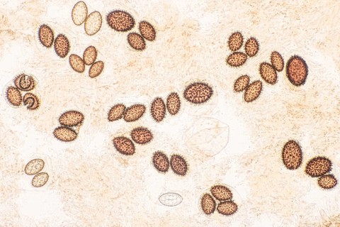 Perigord truffle