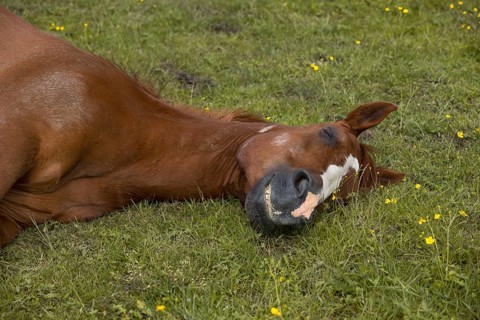 Sleeping warmblood gelding on pasture