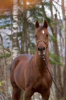 Thoroughbred Arabian gelding chestnut in autumn portrait with decorative halter