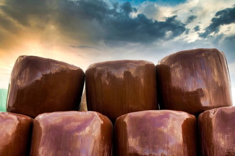 Plastic wrapped bales of straw