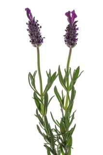 Flowers of lavender