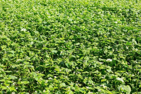 Field with buckwheat