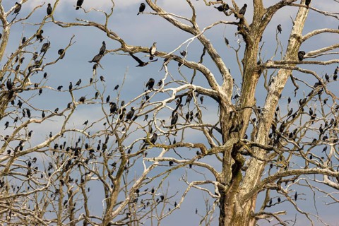 Great cormorant