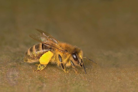 Honey bee