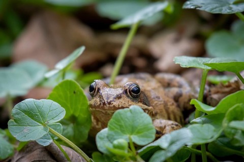 Agile frog
