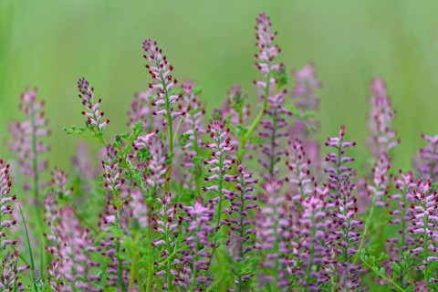 Common Fumitory
