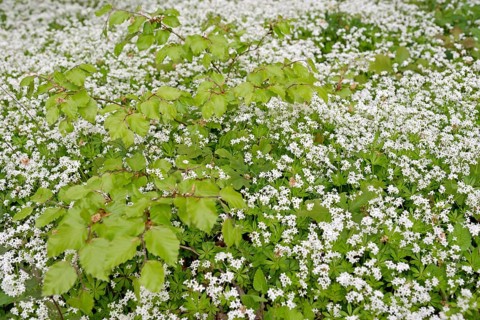 Woodruff