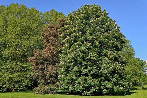Horse chestnuts