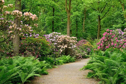 Rhododendron Park Bad Sassendorf