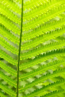 Ostrich Fern