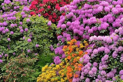 Rhododendron Park Bad Sassendorf