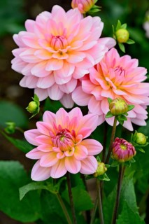 Decorative dahlia