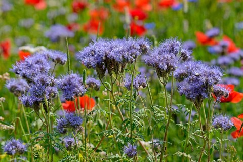 Lacy Phacelia
