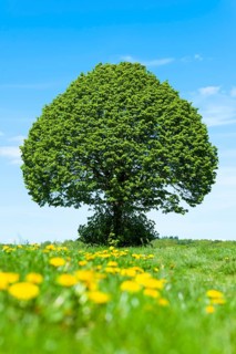 Linden tree