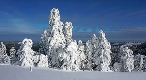 Snow-covered firs in winter landscape