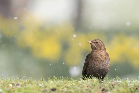 Blackbird