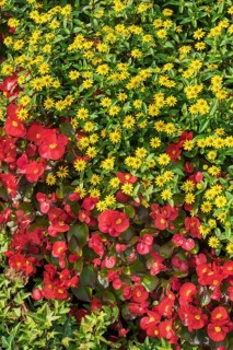 Flower border with begonias
