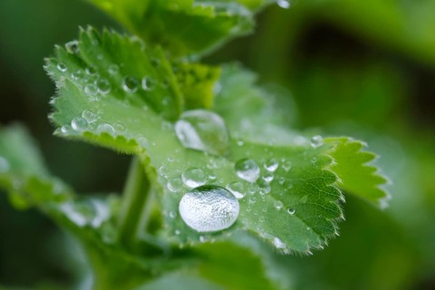 Water drops on leaves