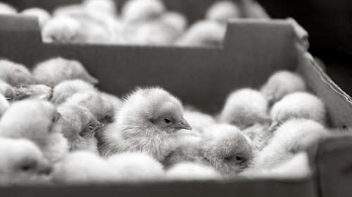 Chicken chicks