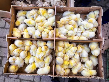 Chicken chicks