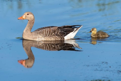 Greylag goose