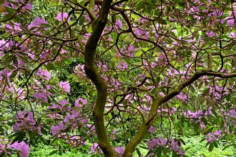 Rhododendron Park Bad Sassendorf