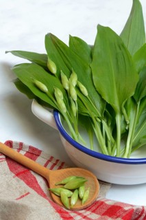 Wild garlic