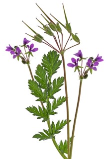 Redstem filaree