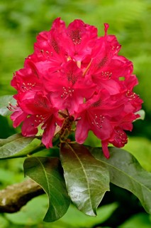Rhododendron park Bad Sassendorf
