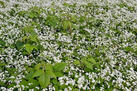 Woodruff