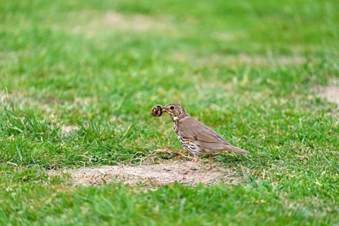 Song thrush