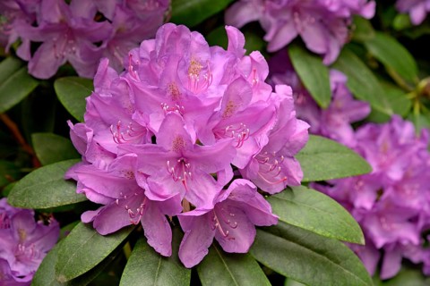 Rhododendron Park Bad Sassendorf