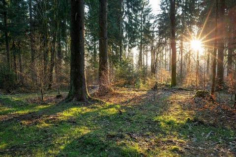 Spruce forest