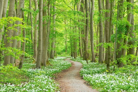 Path through deciduous forest with blooming wild garlic