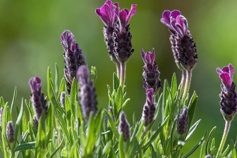 French lavender