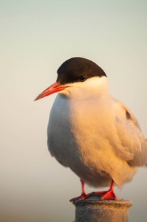 Arctic tern