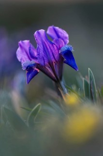 Dwarf iris