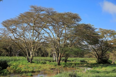 Fever Tree