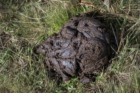 Cow patties in the meadow