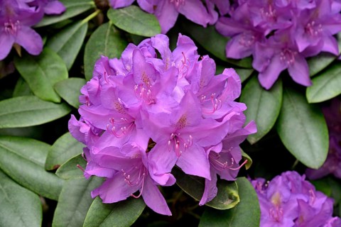 Rhododendron Park Bad Sassendorf