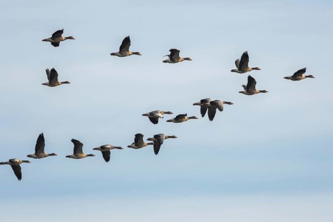 Greylag Geese