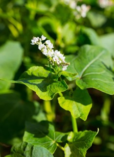 Buckwheat